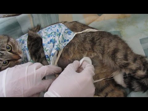 Cat 75 hours after spaying/sterilization incision care