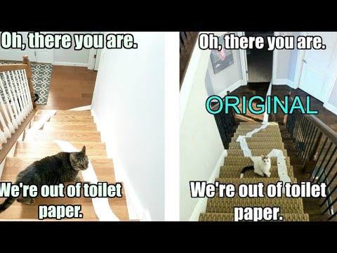 RECREATING CAT MEMES 🐈 🐈 🐈