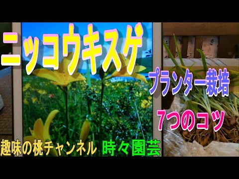 園芸 カンゾウ、ニッコウキスゲ