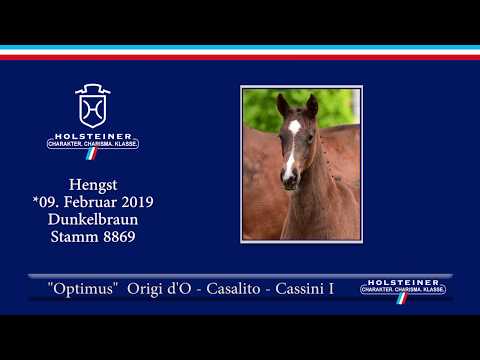 Holsteiner Fohlenauktion am 15. Juni 2019 | Nr. 20 - Optimus v. Origi d'O-Casalito