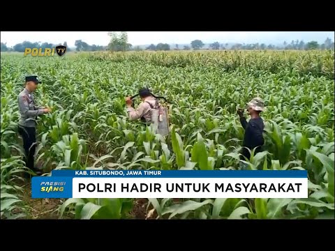 POLSEK BANYUPUTIH BANTU PETANI SEMPROT HAMA DI LADANG