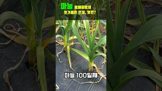 곧 마늘 병해충방제 및 웃거름 줘야 굵고 단단한 마늘이되요 #shorts #마늘키우기