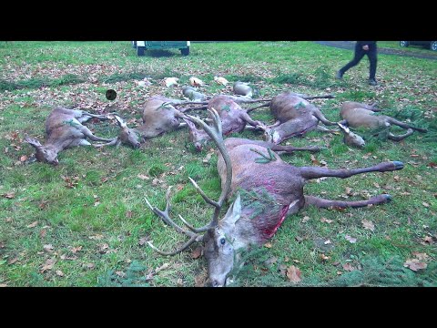 Polowanie Hubertowskie Koło Łowieckie nr 16 Szarak w Krasnymstawie 08.11.2025