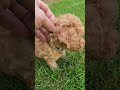 Mini Goldendoodle dogs for sale: JETT - MINI GOLDENDOODLE LOVELY PUPPY (RICHLAND, PA) - F1BB - Video 1