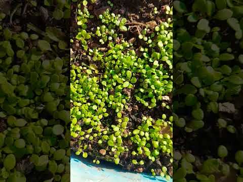 , title : 'Petunia seedlings at home | grow your own garden #video #viral #subscribe #trending #viralvideos'