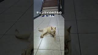 チェンマイで出会ったネコさん。ホテルで飼われていて人懐っこかった✨ #cat #cute