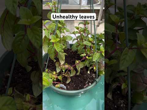 Fertilize yellowing leave fuchsia plants  #flowers#fuchsia#gardening