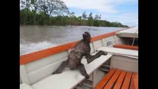 The Fastest Sloth In The World Hangs On A Boat