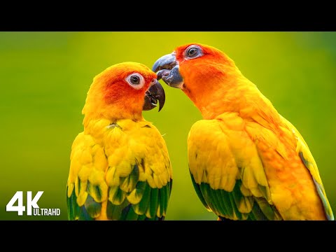 Breathtaking Colors of Nature in 4K III 🐦Beautiful Nature - Sleep Relax Music 4K UHD TV Screensaver