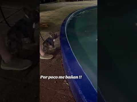 MACARIO💜 #animals #bulldog #dog #pets #love #perros #funny #family #mom