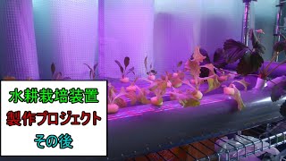 【ゆっくり】水耕栽培装置を作ろう　その後