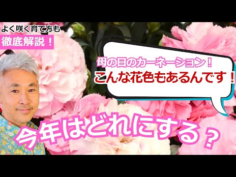 カルトゥジオのカーネーション 植物