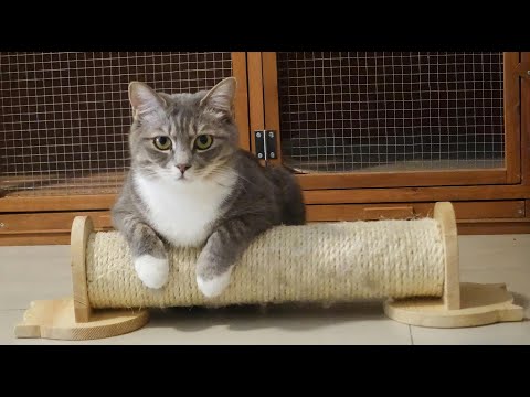 Unlocking Kitty Secrets: Why Your Cat Kneads and What It Means!
