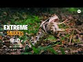 Extreme Snakes Africa हिन्दी डॉक्यूमेंट्री Wildlife Documentar