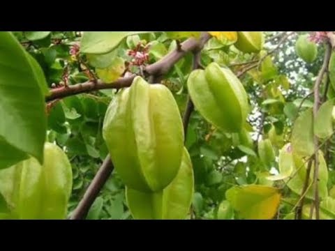 Dari mana potensi hilang di usia muda Potensi puasa