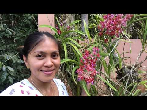 How to Propagate and Plant Vanda Orchids  My Vanda Orchids in our Bukid