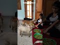 Mini Cows Miniature Cows Punganuru Cows Indian Ancient Shotest Brahman Breed Cows