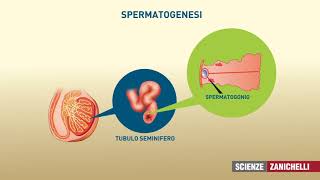 testicoli e spermatozoi
