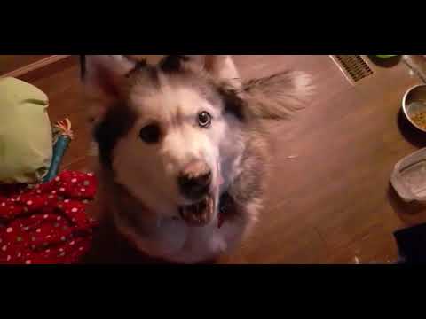 Beautiful Husky earns tasty treat!