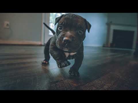 Pokaraet feat Niki Four So Lonly  dj Proale 2022 mix  Dance Pop