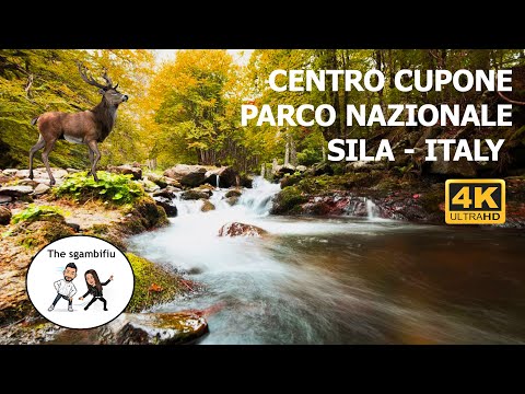 4K virtual excursion in the Sila National Park - ITALY (with sounds of nature)