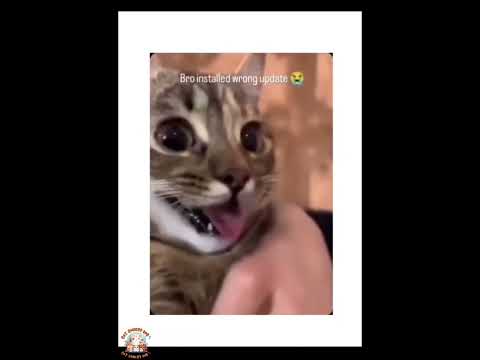Funny animals 2026😂-Funniest Cats  Video #59 #shortvideo #shortsvideo #shorts