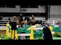 Kelley in Class 108: Open Saddle Seat Pleasure Championship @ Heartland Horse Show on May 10, 2026