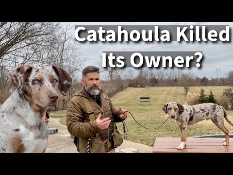 Catahoula Leopard Dog Killed Its Owner | What went wrong?