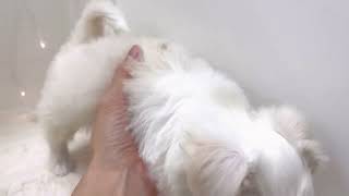 ハーフ犬の動画01