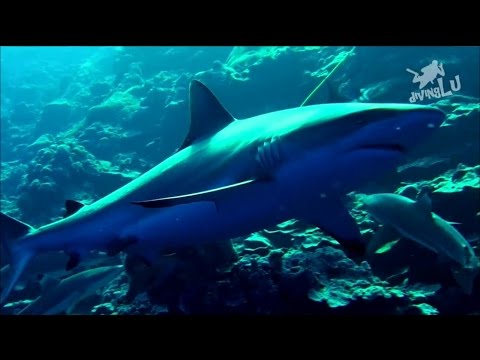 Yap - Vertigo - Shark Feed