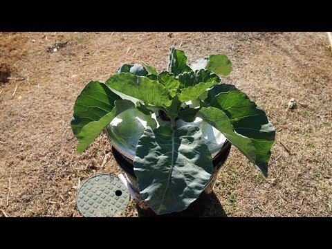Soil Vs Hydroponic Experiment with Giant Kohlrabi Part 01