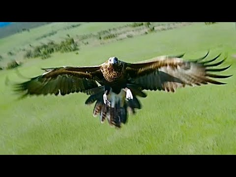 Wedgetail Eagle attacks my Drone