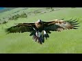 Wedgetail Eagle Attacks My Drone