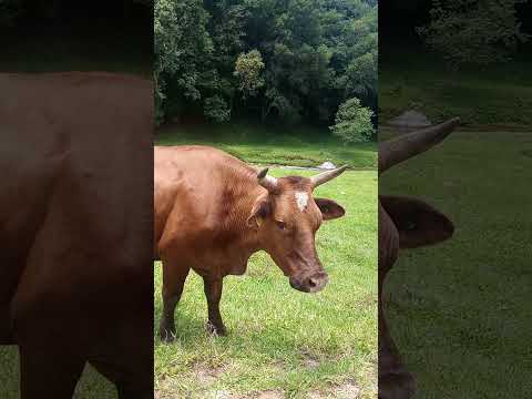 São Bonifácio SC 03 01 26 #automobile #beautiful #travel #mountains #nature #traveling #offroad