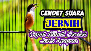 Download lagu SUARA CENDET JERNIH, CEPAT DIIKUTI OLEH CENDET JENIS APAPUN, MASTERAN CENDET ISIAN MEWAH mp3