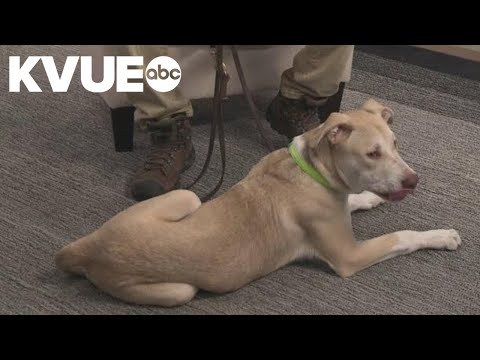 Meet Crispy Fried Tofu, a dog available to adopt from Austin Pets Alive! - YouTube