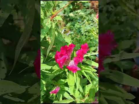 🌼😍flower garden🌼