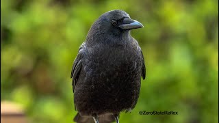 Enjoy a Friendly Crow Borb