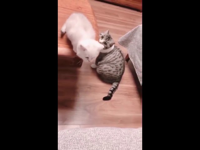 Супер-кот всегда начеку!