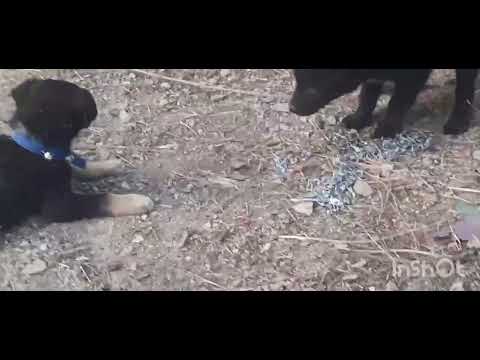 dog fight🤣🤣🤣👍