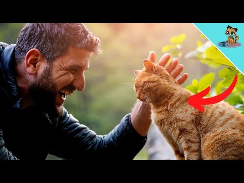 Pet Your Cat EXACTLY Like This And She Will Stop Biting!