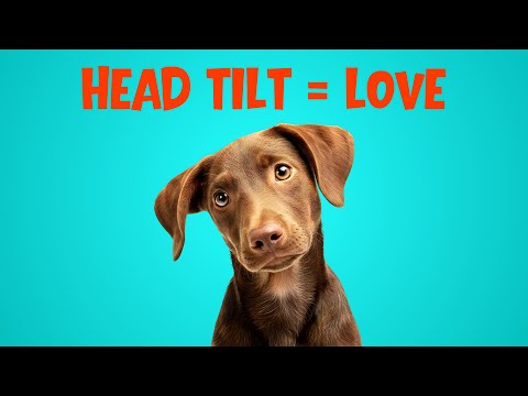 Will Your Dog React to This Sound Like Mine Did? 😳🐕