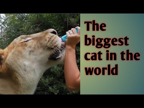 It is the offspring of a hybrid of a male lion and a female tiger.  The largest cat in the world