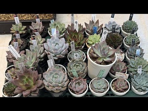 園芸 タイトイタドリ、ペルシカリア