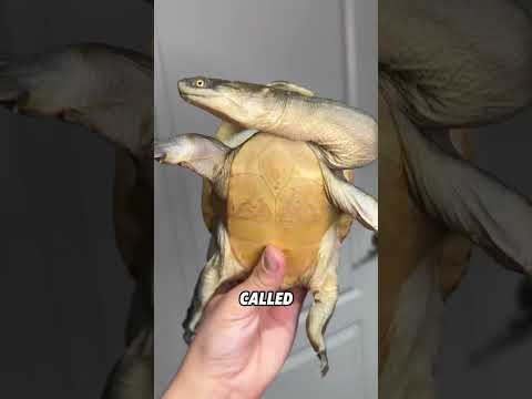 In fact,the turtle’s head does not retract directly into the shell.#animals #funnyanimal #turtle