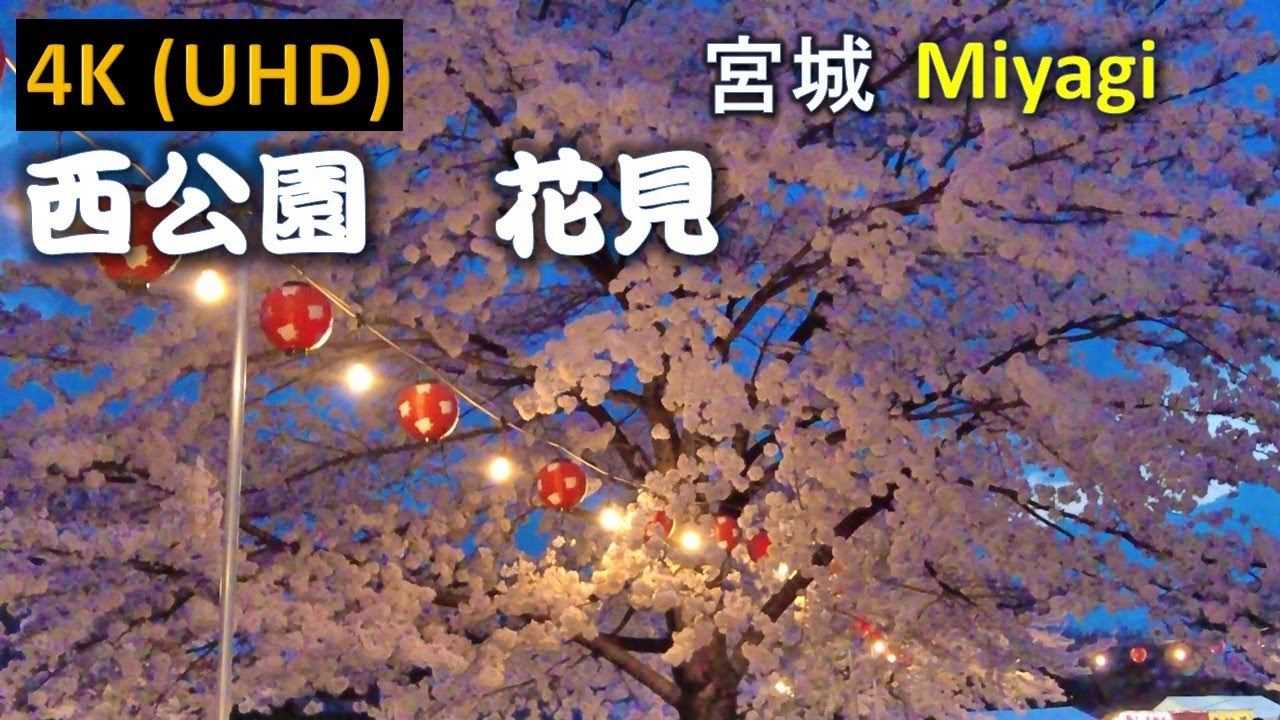 Witness the breathtaking cherry blossoms adorning Nishi Park.