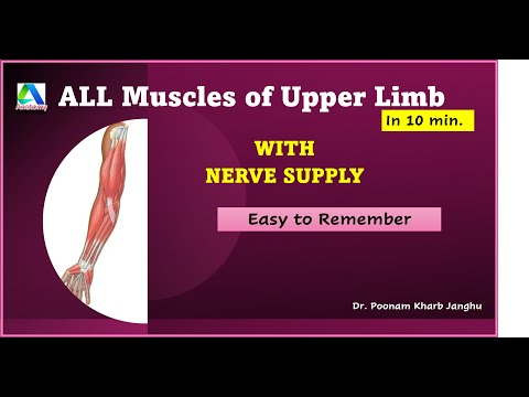All Muscles of Upper Limb and their Nerve Supply | Upper Limb Anatomy |