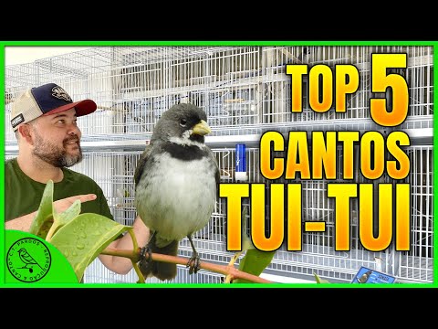 TOP 5 CANTOS TUI TUI MAIS BONITOS DO MUNDO 🌍🌍🌎