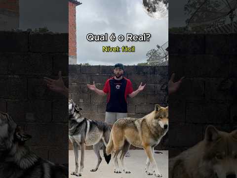 QUAL LOBO É O REAL?