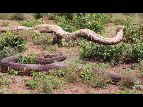 This was found in the AFRICAN SAVANNAH | Unbelievable | FULL DOCUMENTARY WILD AFRICA